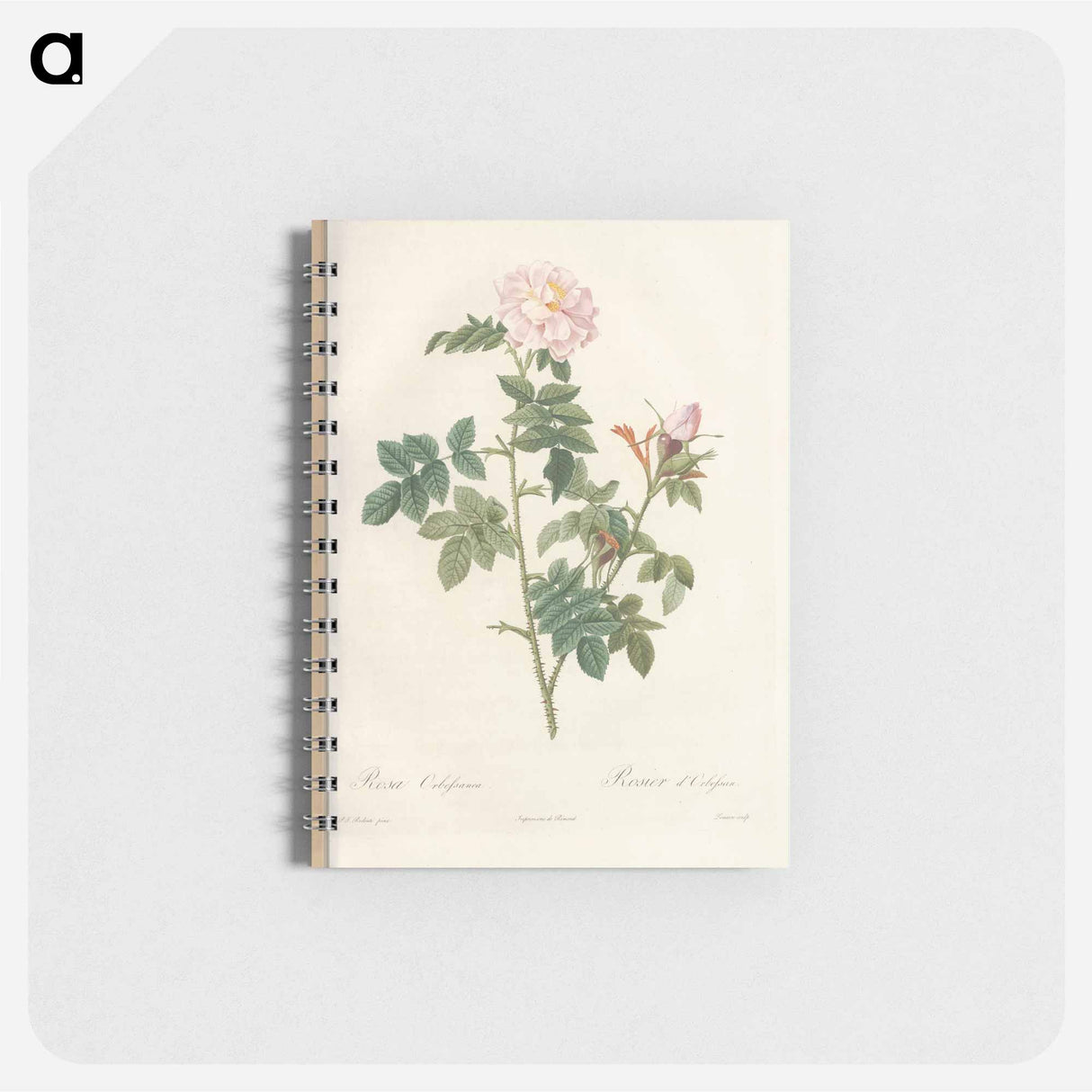 Rose illustration - ピエール ジョゼフ ルドゥーテ Memo.