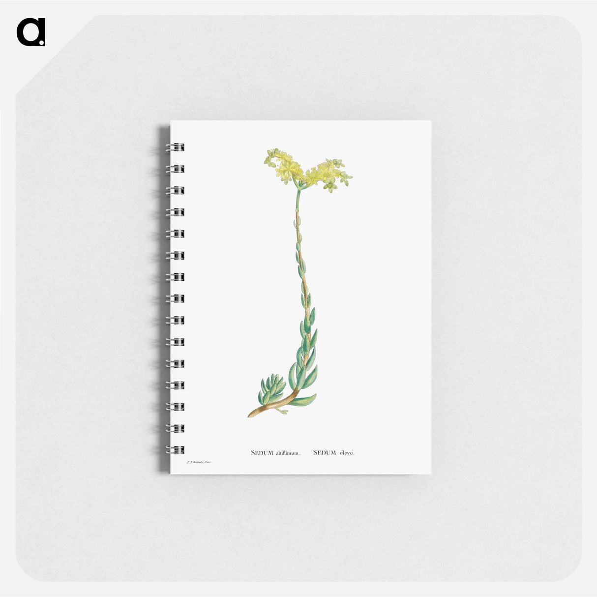 Sedum Altiffimum - ピエール ジョゼフ ルドゥーテ Memo.