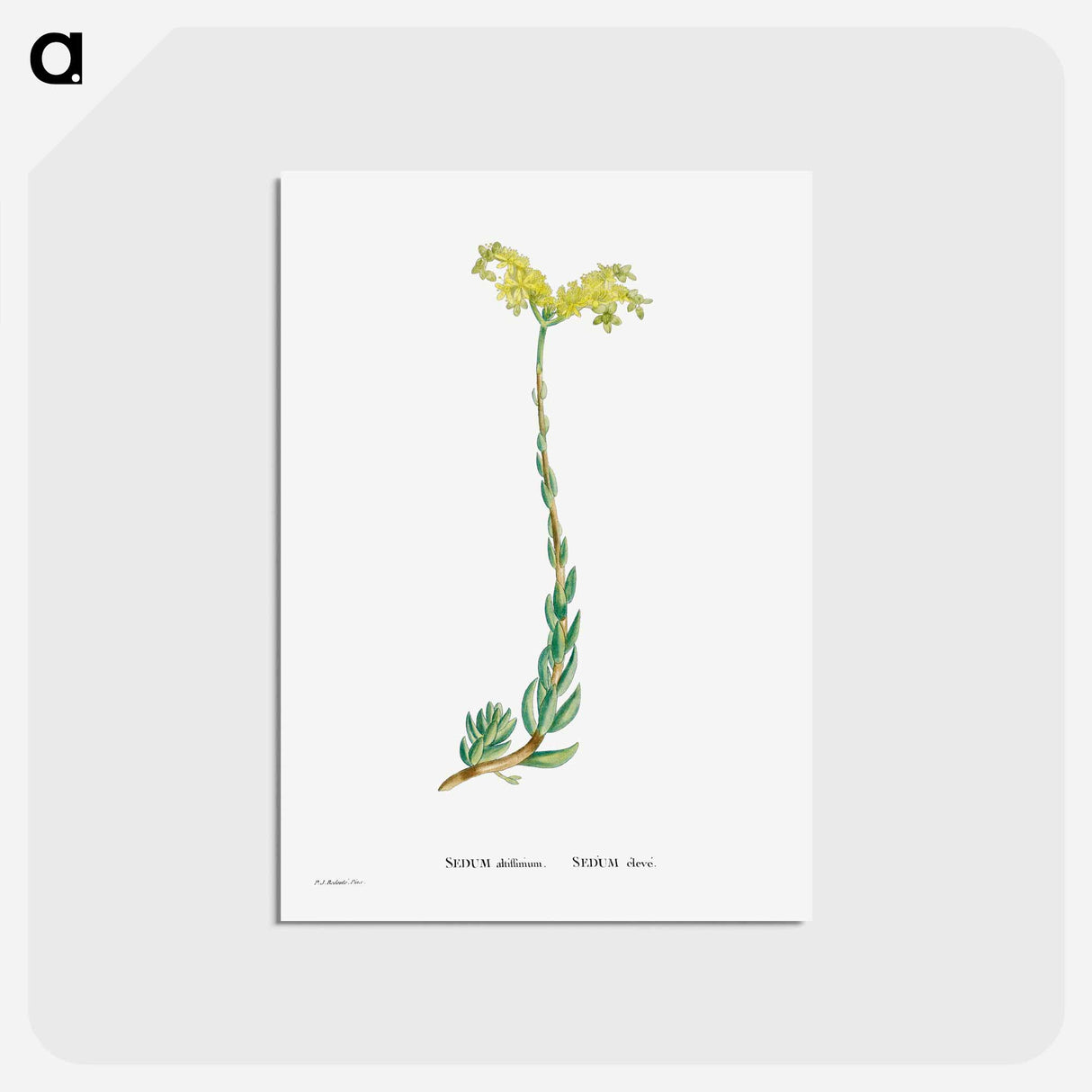アートポストカード-Sedum Altiffimum - ピエール ジョゼフ ルドゥーテ Postcard.