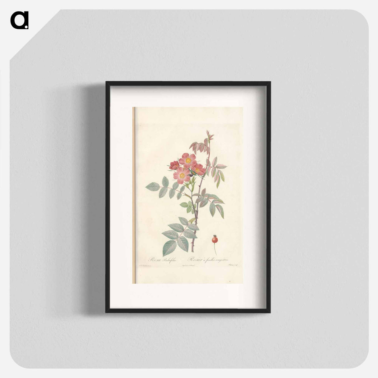 Rose illustration - Pierre Joseph Redouté Poster.