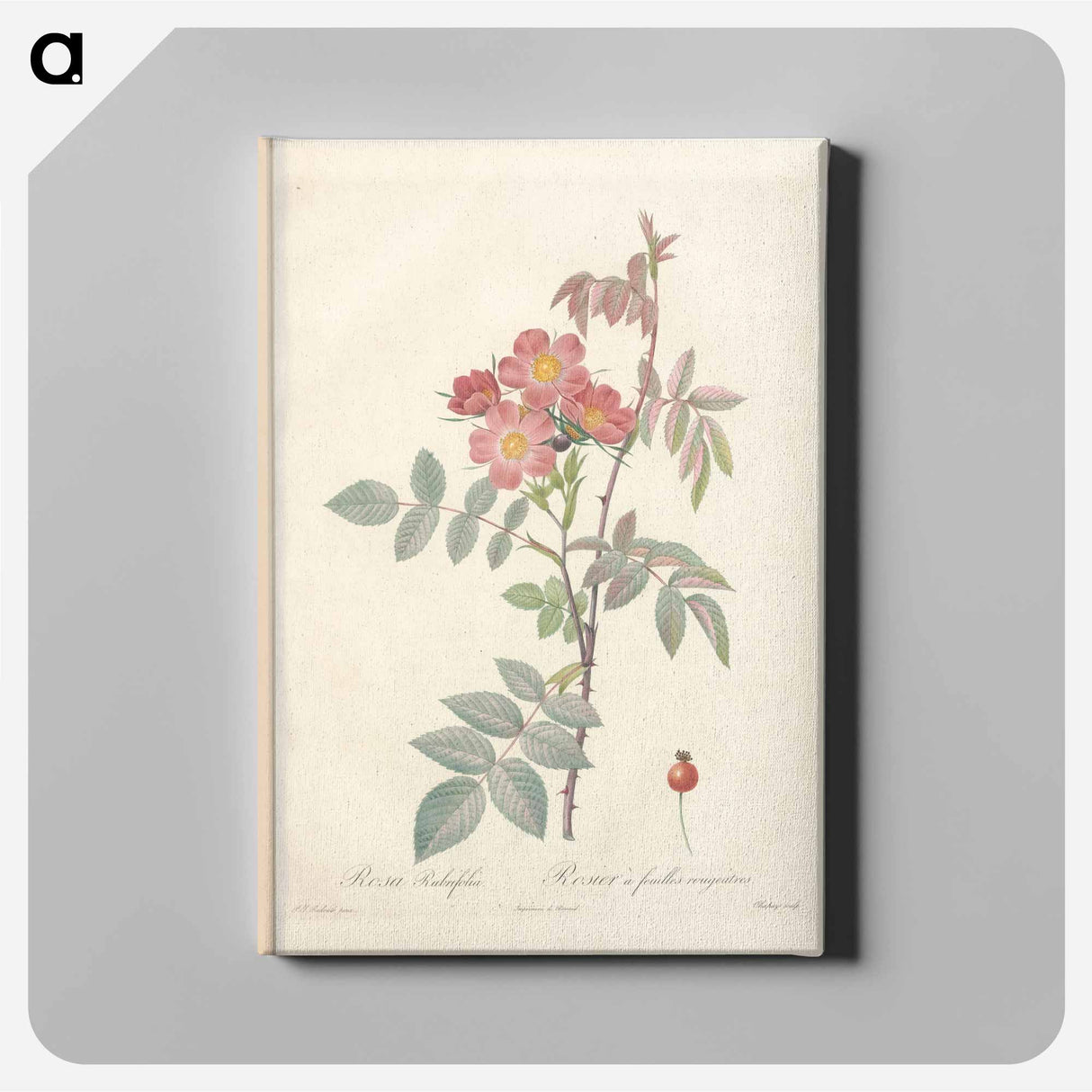 アートパネル-Rose illustration - ピエール ジョゼフ ルドゥーテ Canvas.