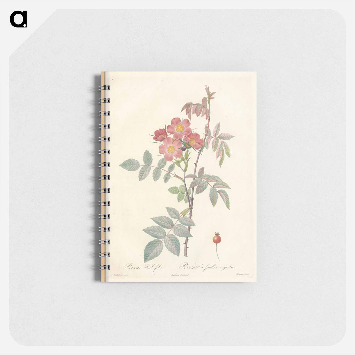 Rose illustration - ピエール ジョゼフ ルドゥーテ Memo.