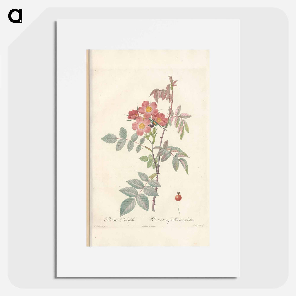 Rose illustration - Pierre Joseph Redouté Poster.