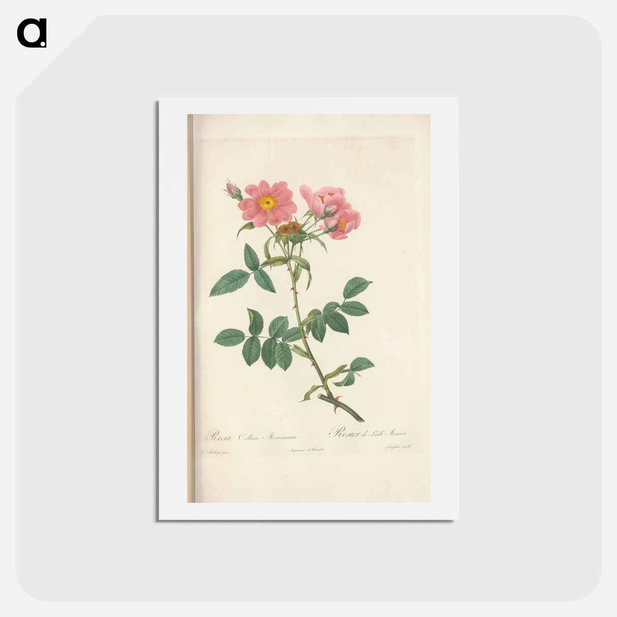 アートポストカード-Rose illustration - ピエール ジョゼフ ルドゥーテ Postcard.