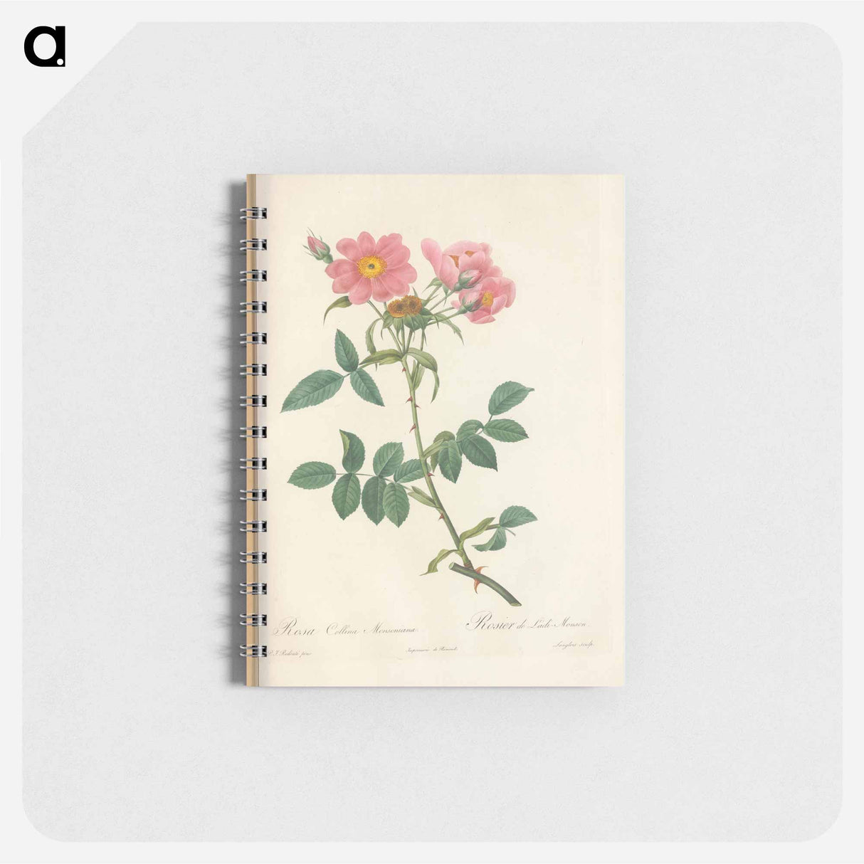 Rose illustration - ピエール ジョゼフ ルドゥーテ Memo.