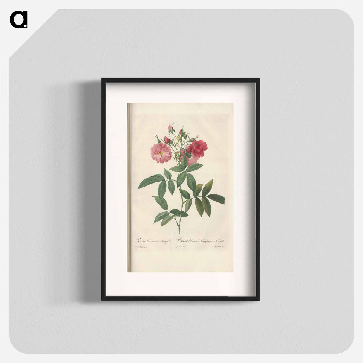 Rose illustration - Pierre Joseph Redouté Poster.