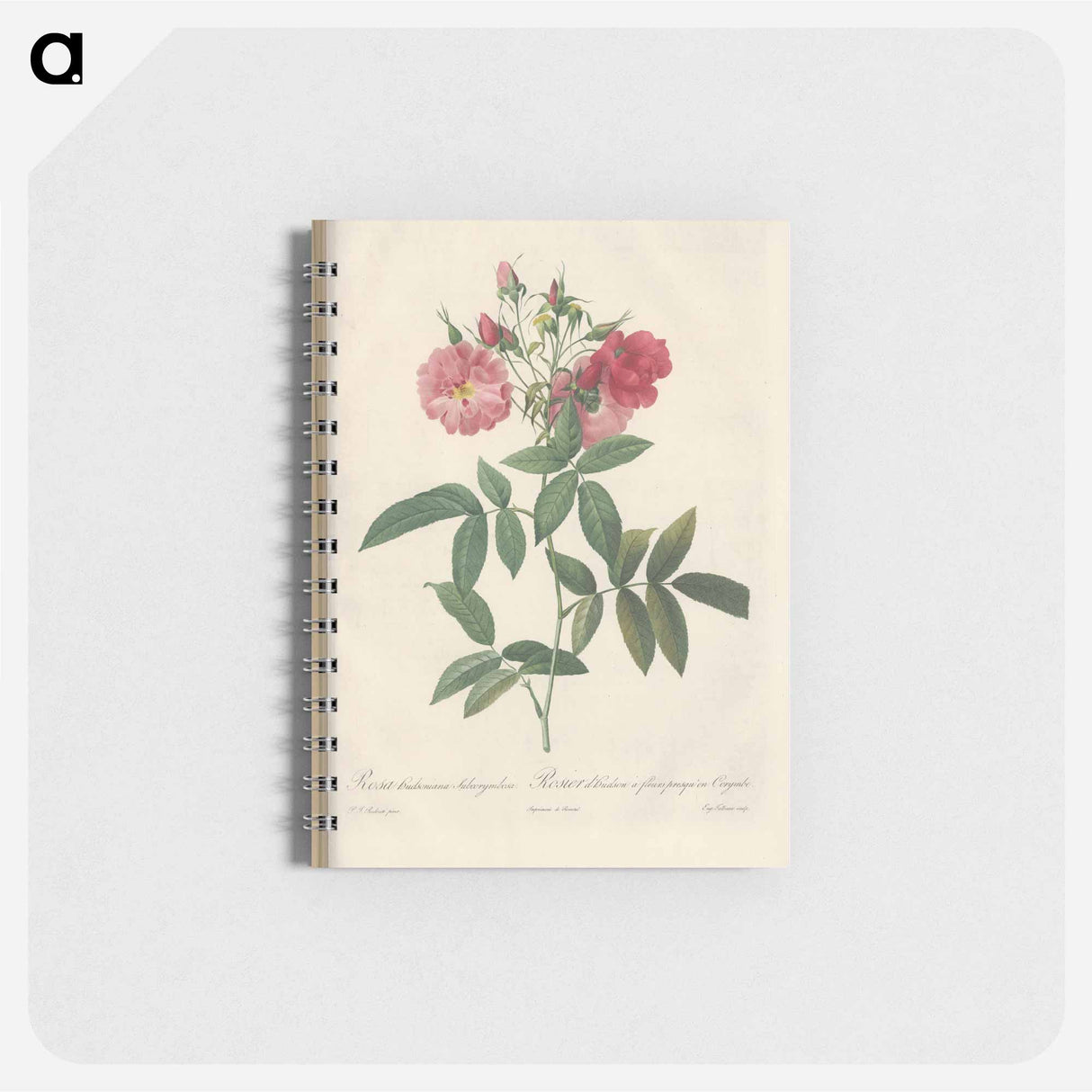 Rose illustration - ピエール ジョゼフ ルドゥーテ Memo.