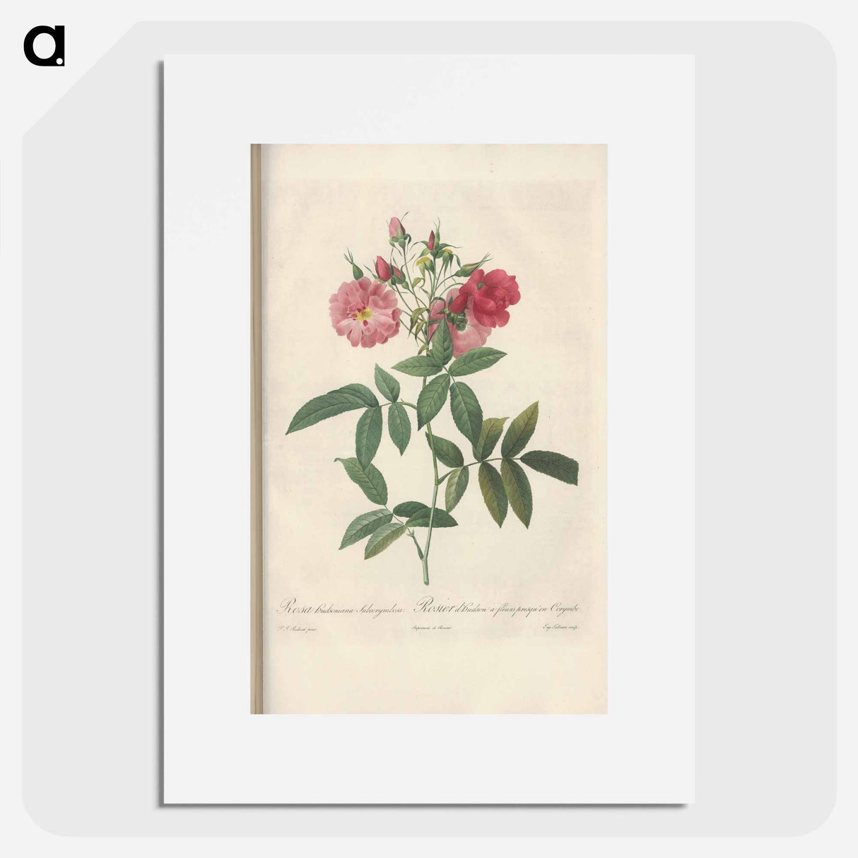Rose illustration - Pierre Joseph Redouté Poster.
