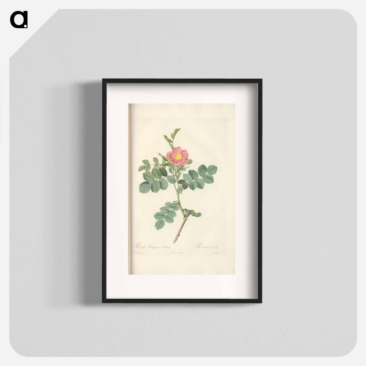 Rose illustration - Pierre Joseph Redouté Poster.