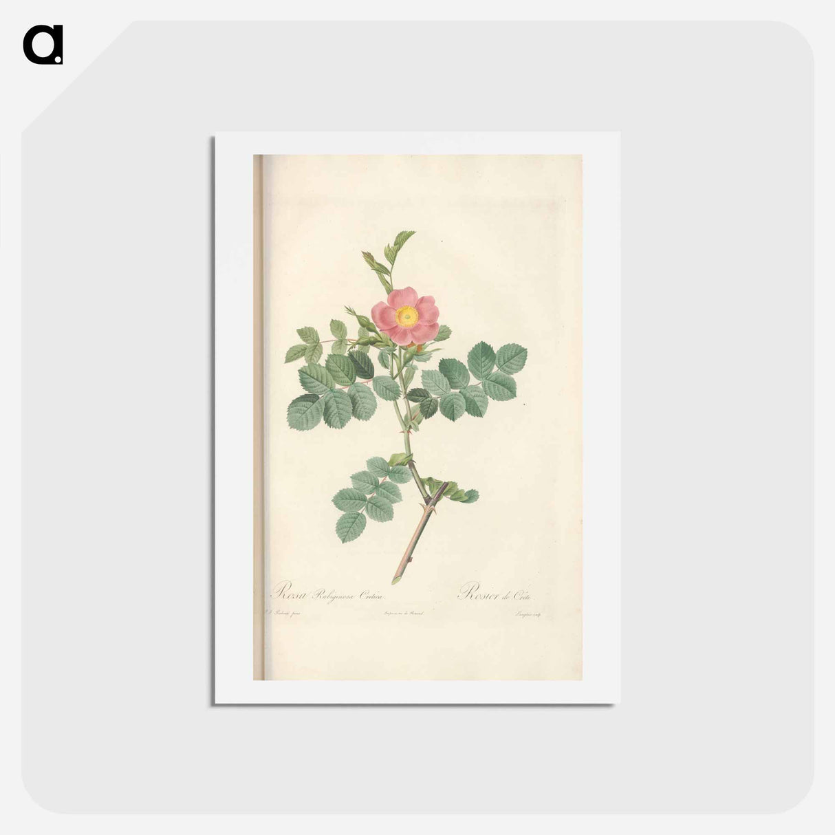 アートポストカード-Rose illustration - ピエール ジョゼフ ルドゥーテ Postcard.