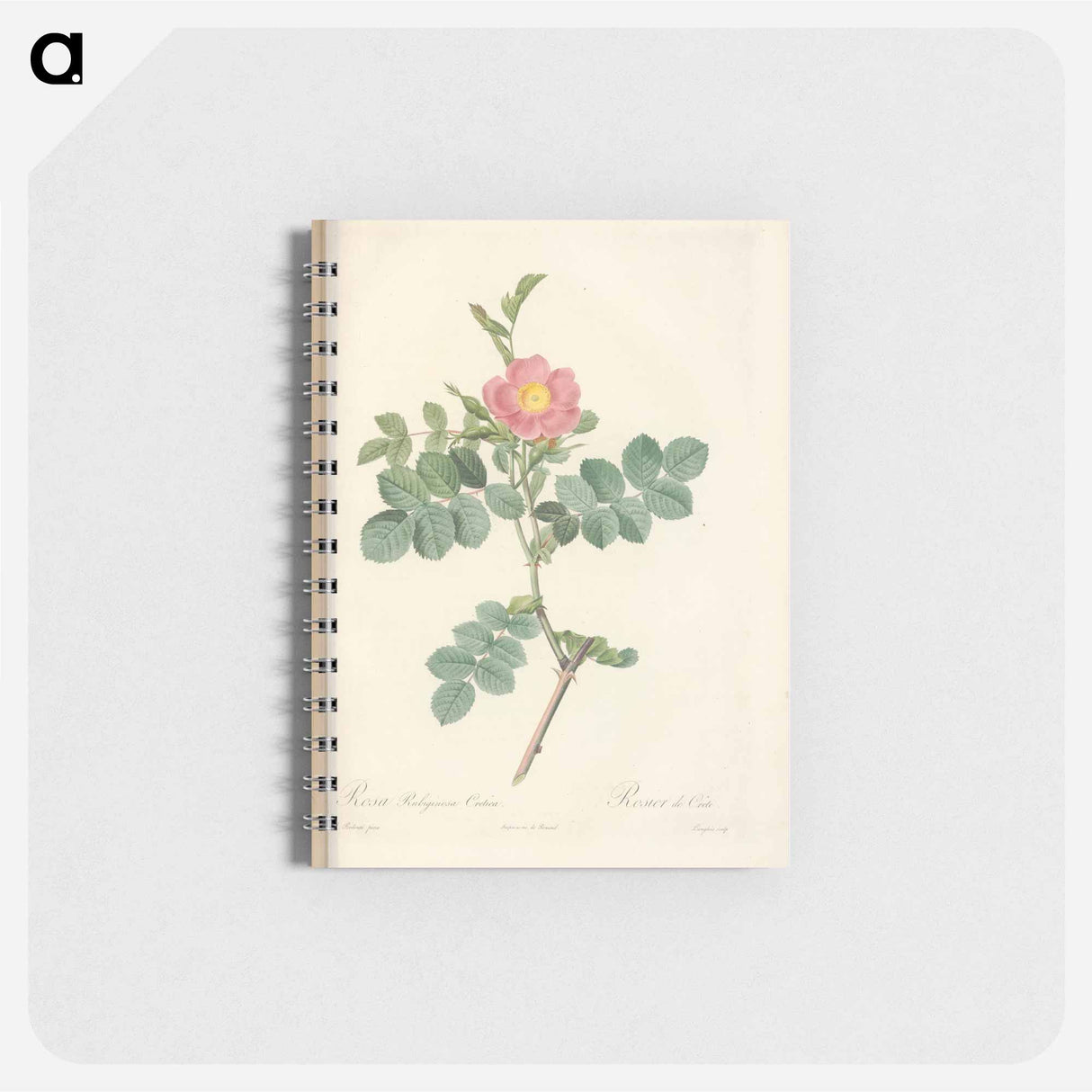 Rose illustration - ピエール ジョゼフ ルドゥーテ Memo.