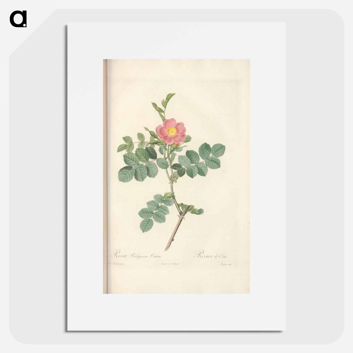 Rose illustration - Pierre Joseph Redouté Poster.
