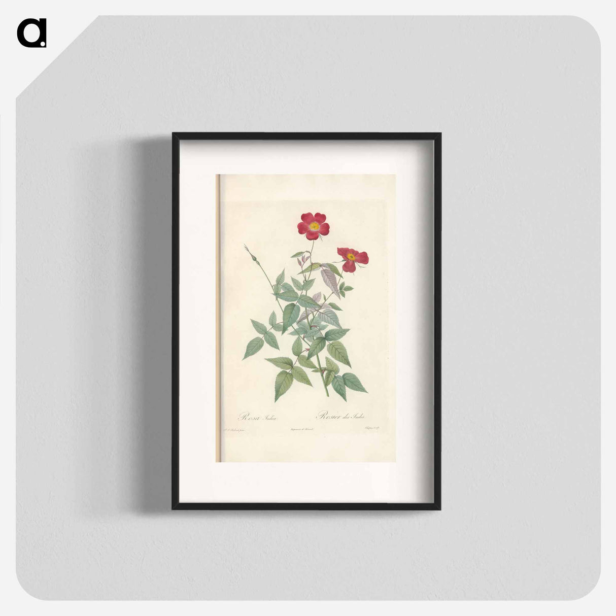 Rose illustration - Pierre Joseph Redouté Poster.