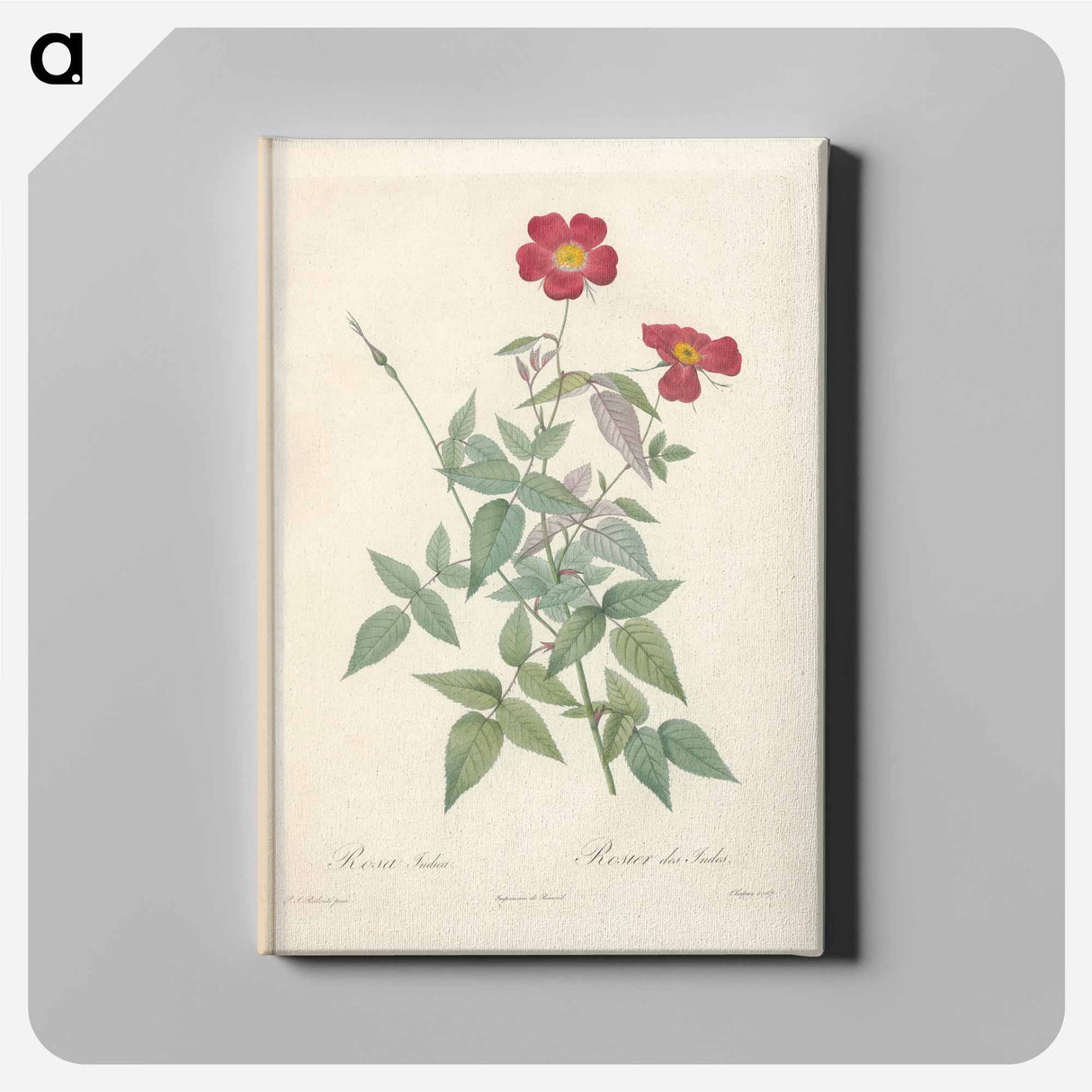 アートパネル-Rose illustration - ピエール ジョゼフ ルドゥーテ Canvas.