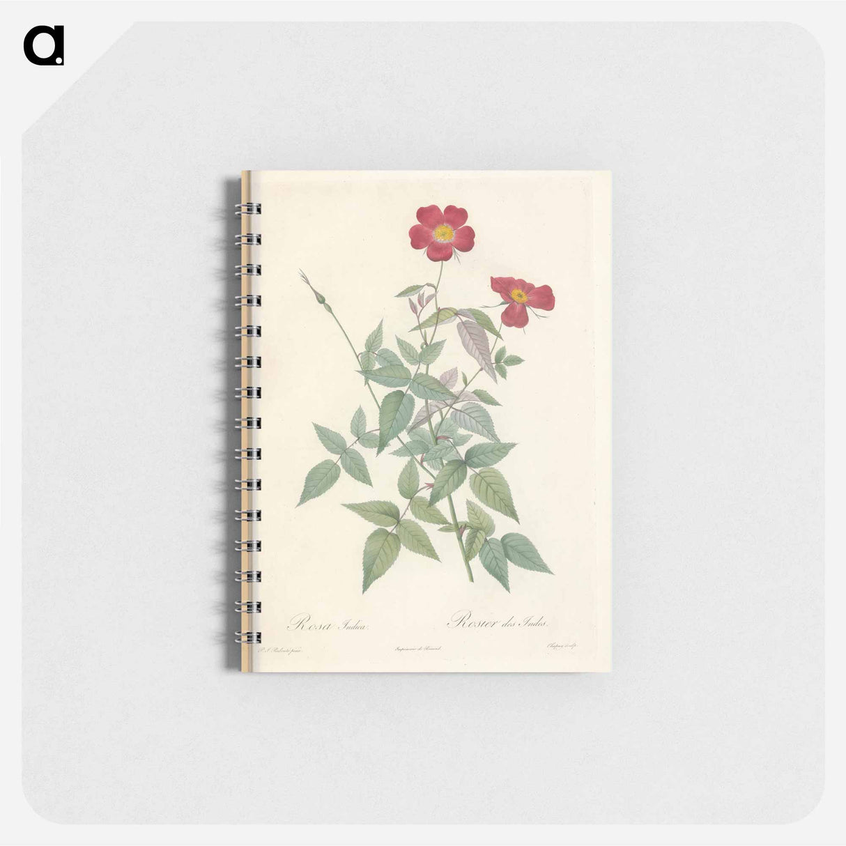 Rose illustration - ピエール ジョゼフ ルドゥーテ Memo.