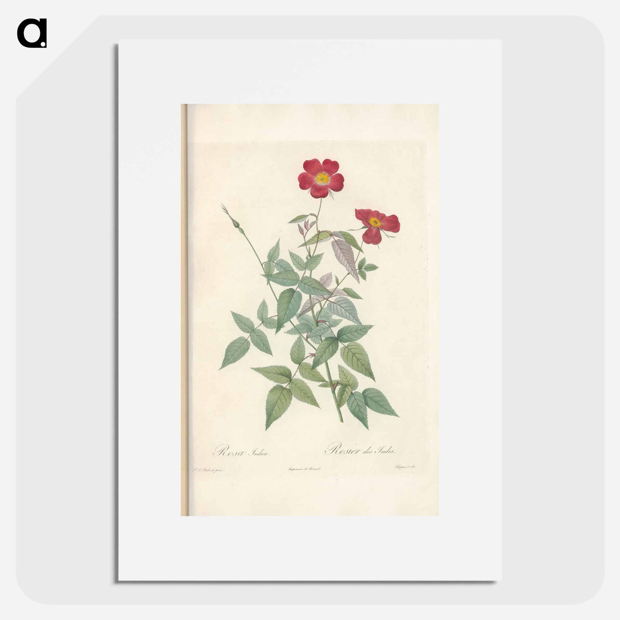 Rose illustration - Pierre Joseph Redouté Poster.