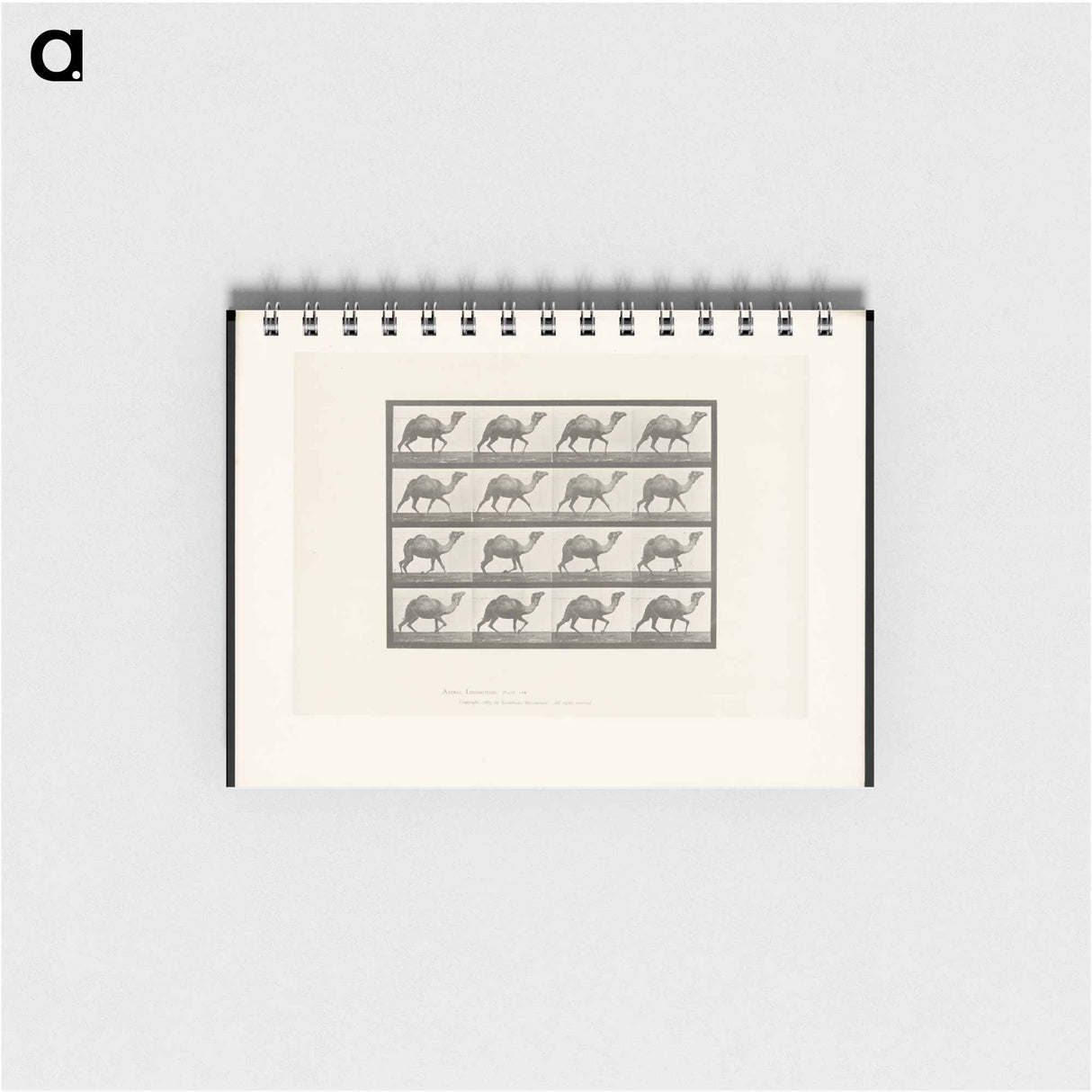 アートメモ帳-Humpback Camel
- エドワード マイブリッジ Memo.