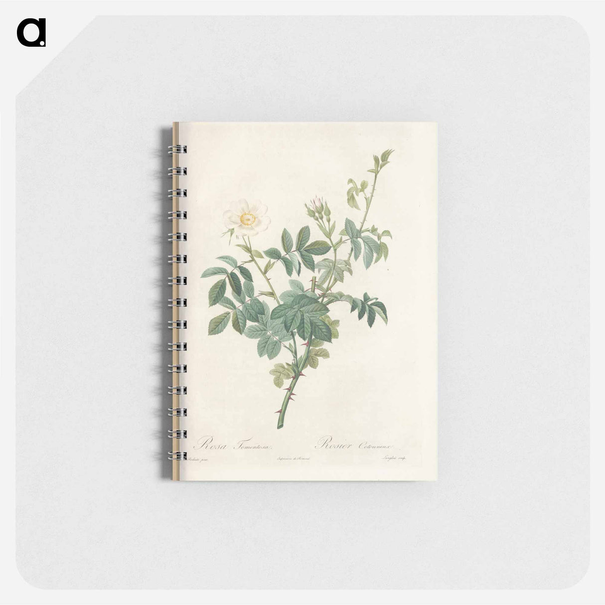 Rose illustration - ピエール ジョゼフ ルドゥーテ Memo.