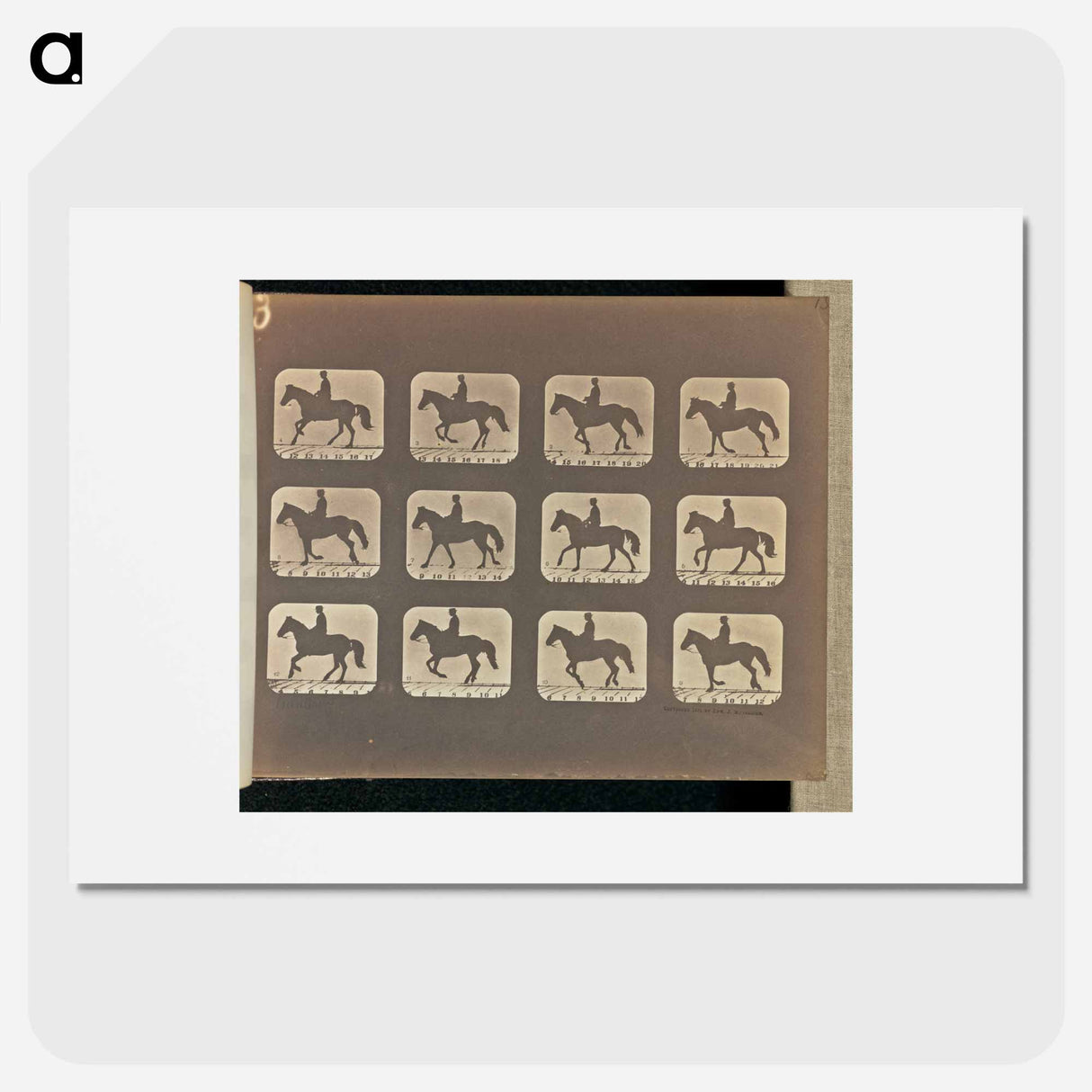 アートポスター-Cantering
- エドワード マイブリッジ Poster.