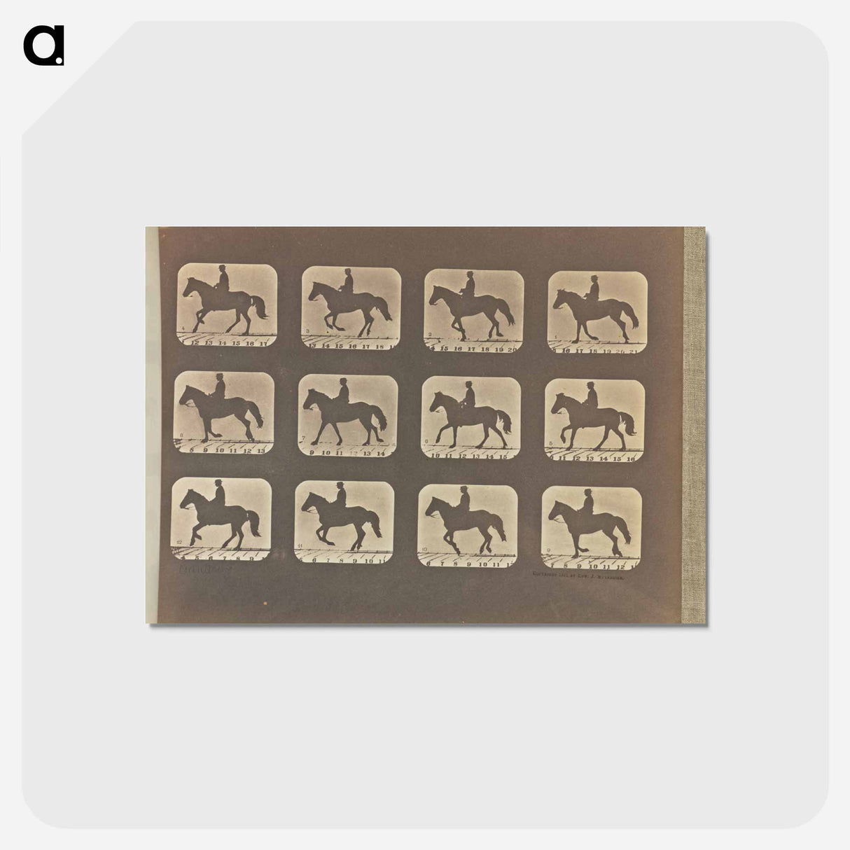 アートポストカード-Cantering
- エドワード マイブリッジ Postcard.