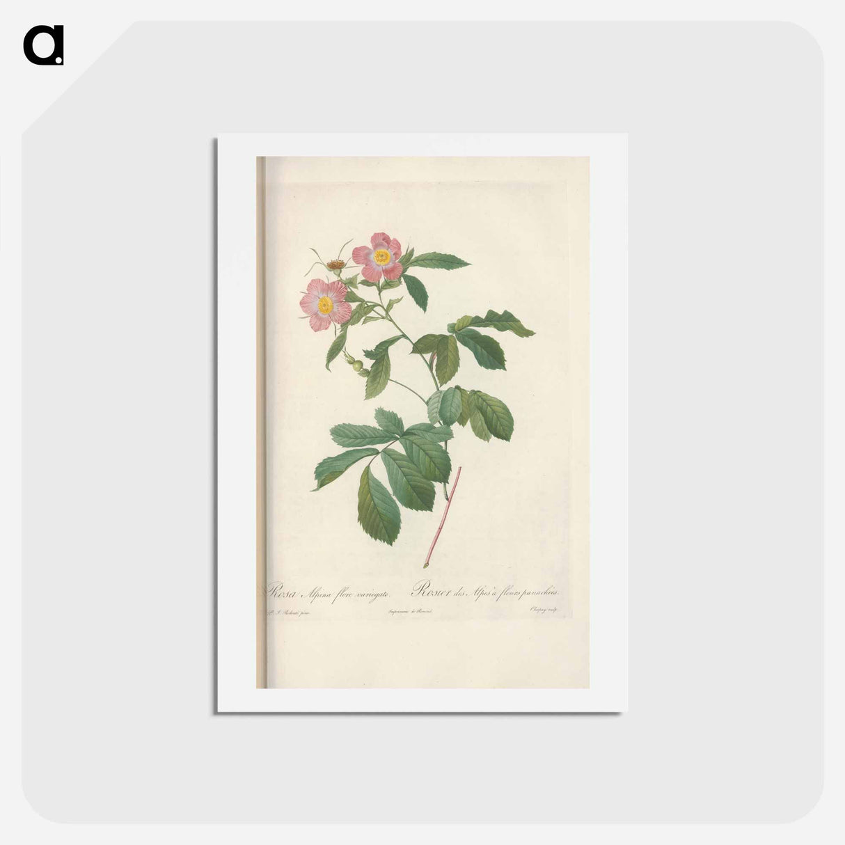 アートポストカード-Rose illustration - ピエール ジョゼフ ルドゥーテ Postcard.