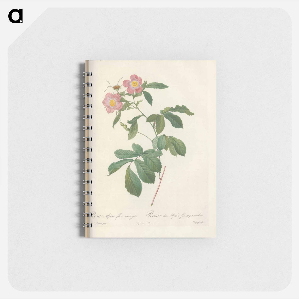 Rose illustration - ピエール ジョゼフ ルドゥーテ Memo.