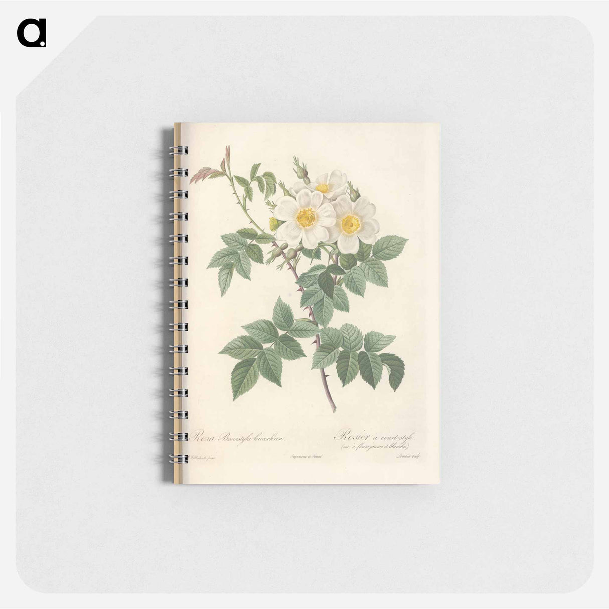 Rose illustration - ピエール ジョゼフ ルドゥーテ Memo.