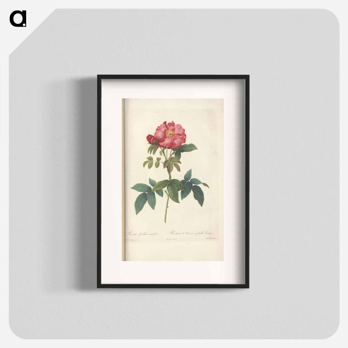 Rose illustration - Pierre Joseph Redouté Poster.
