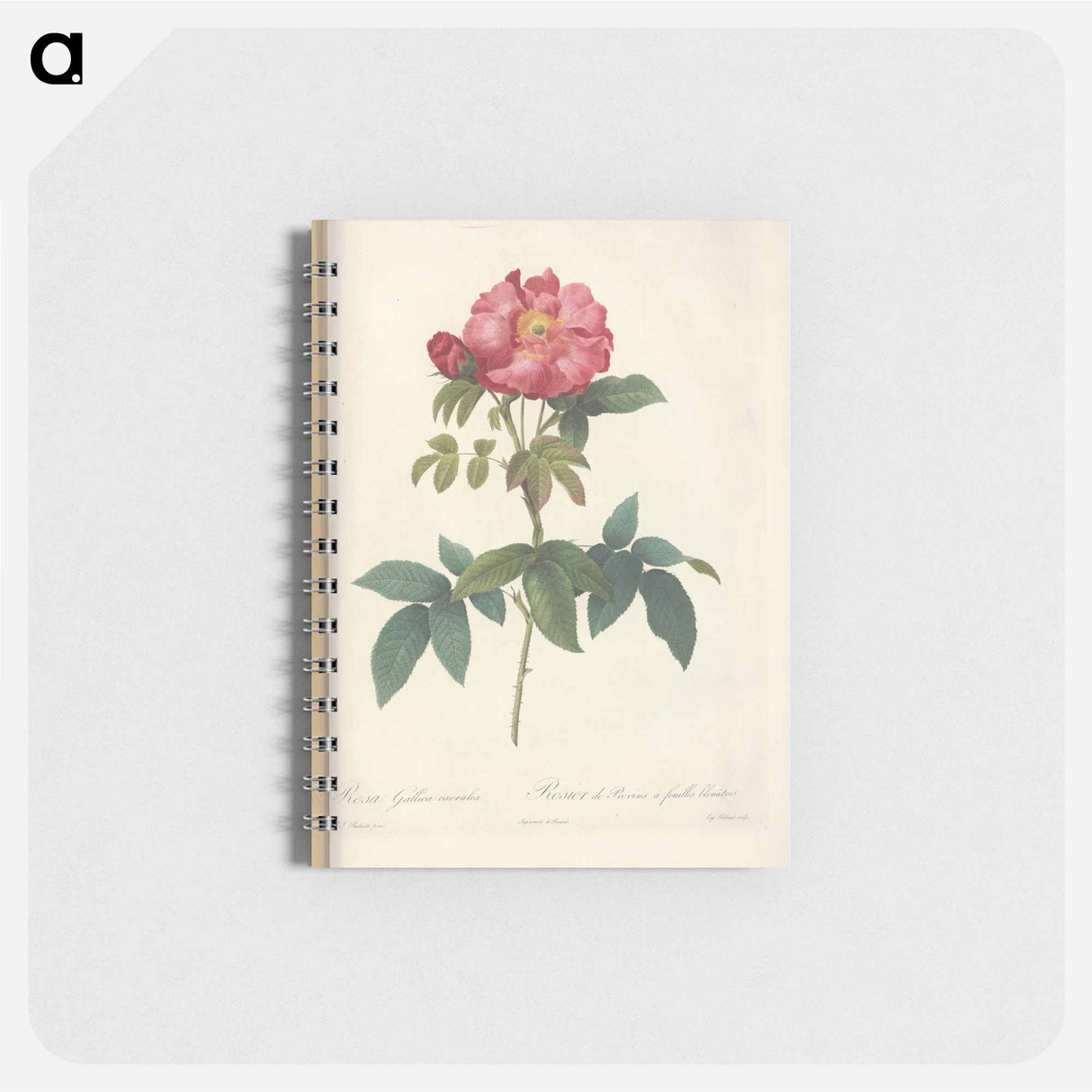 Rose illustration - ピエール ジョゼフ ルドゥーテ Memo.