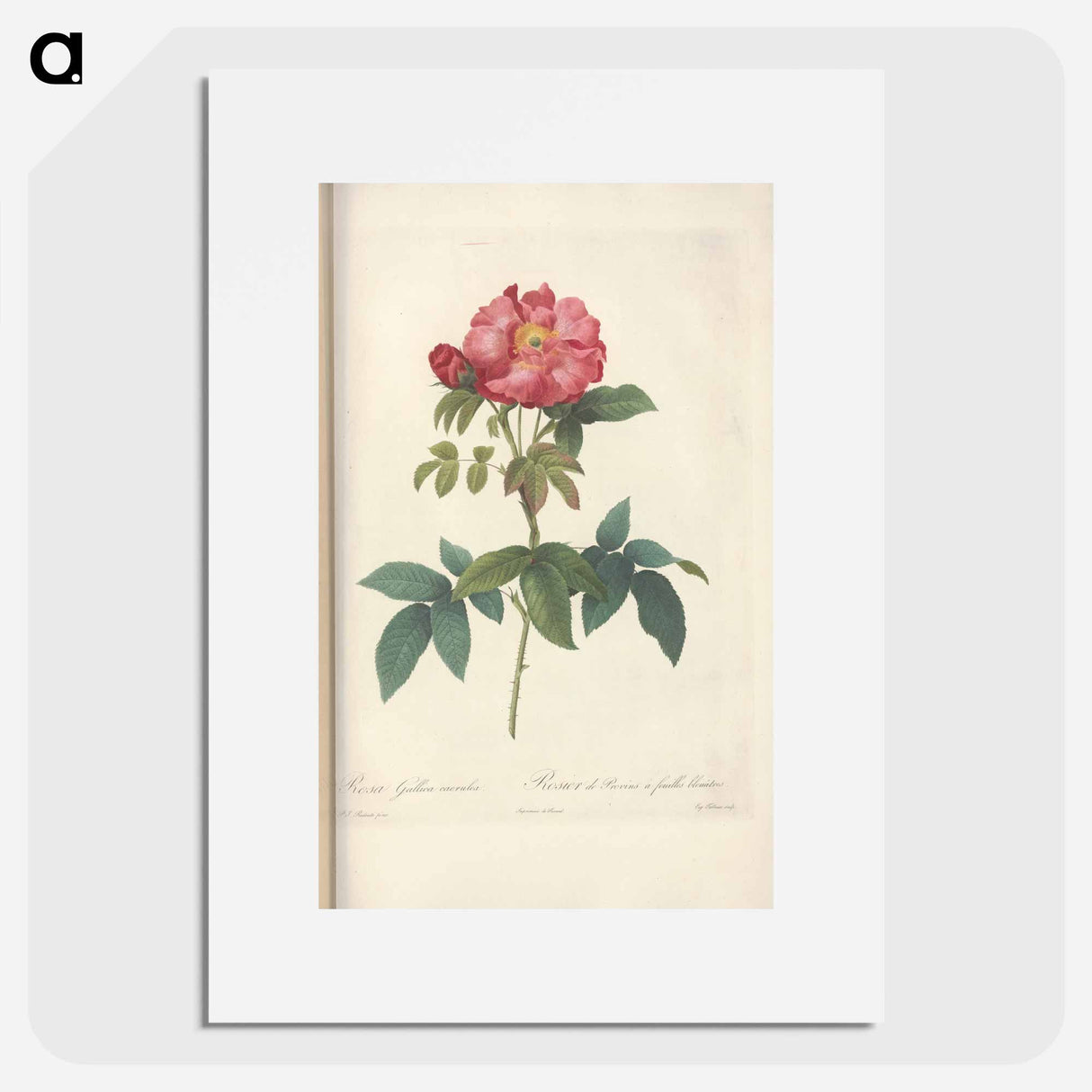 Rose illustration - Pierre Joseph Redouté Poster.