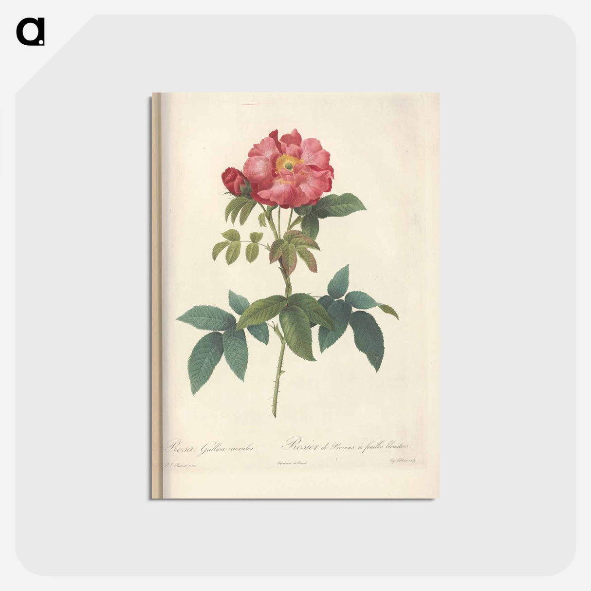 アートポストカード-Rose illustration - ピエール ジョゼフ ルドゥーテ Postcard.