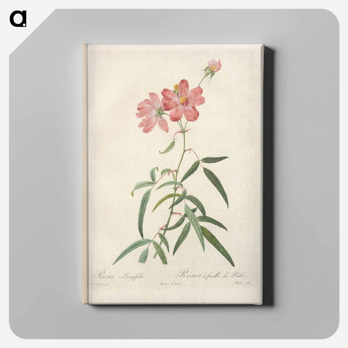 アートパネル-Rose illustration - ピエール ジョゼフ ルドゥーテ Canvas.