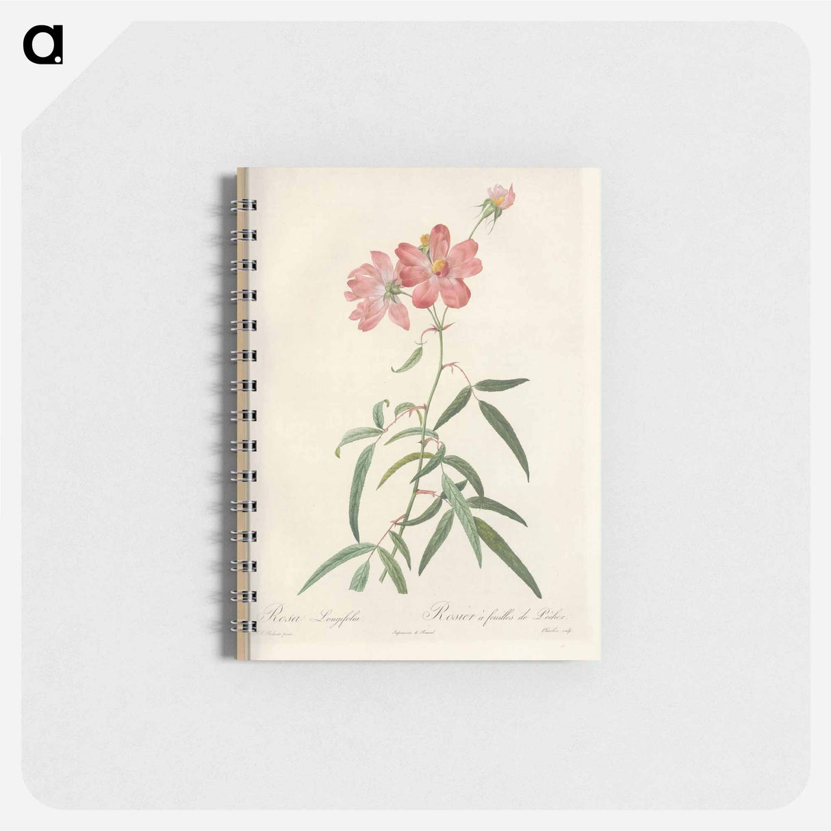 Rose illustration - ピエール ジョゼフ ルドゥーテ Memo.