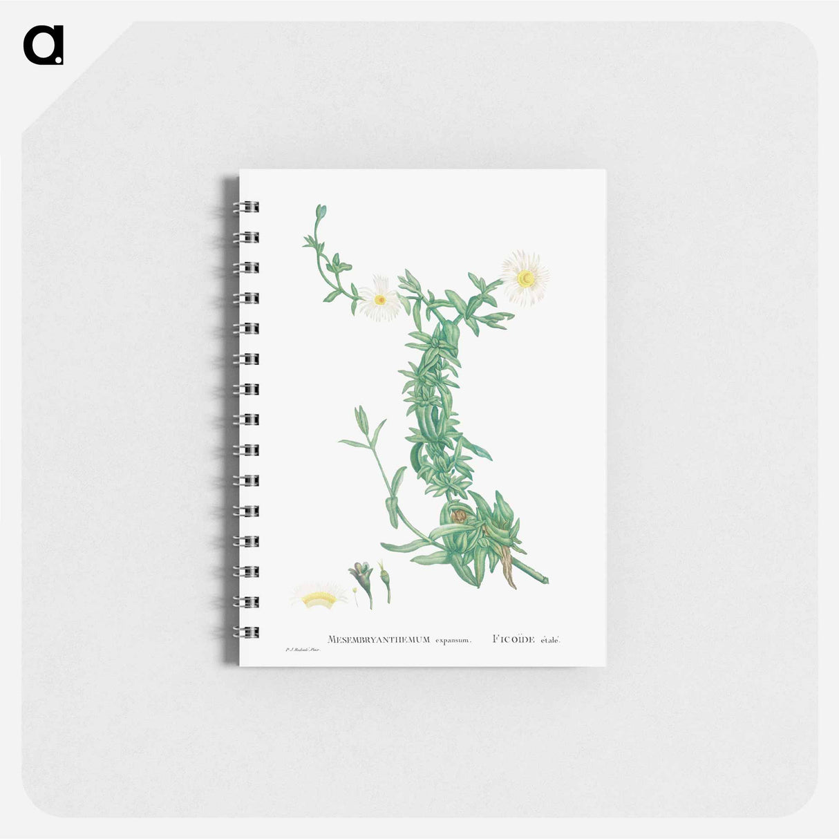 Mesembryanthemum expansum (Iceplant) - ピエール ジョゼフ ルドゥーテ Memo.