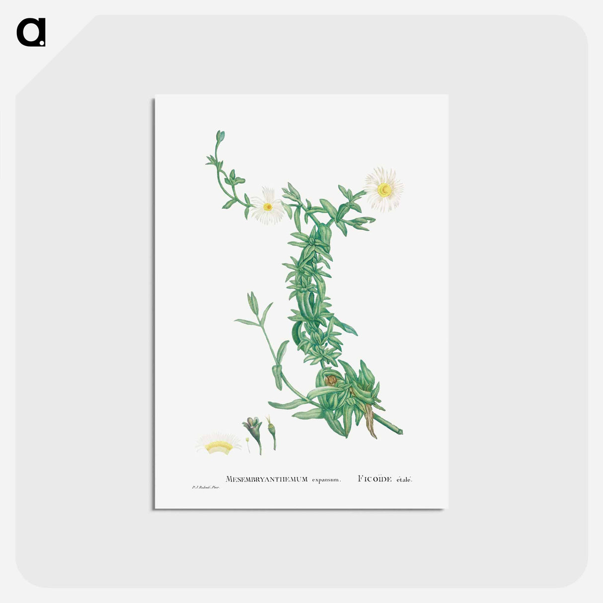 アートポストカード-Mesembryanthemum expansum (Iceplant) - ピエール ジョゼフ ルドゥーテ Postcard.