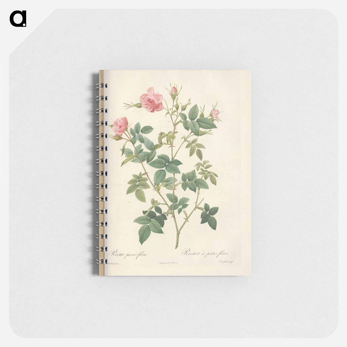 Rose illustration - ピエール ジョゼフ ルドゥーテ Memo.