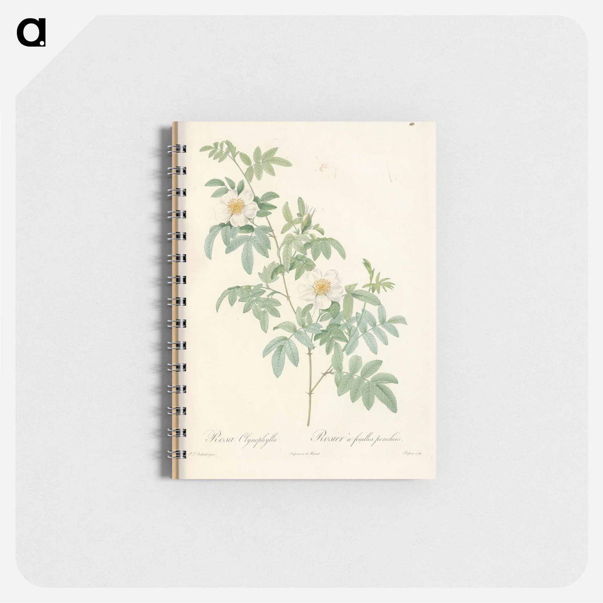 Rose illustration - ピエール ジョゼフ ルドゥーテ Memo.