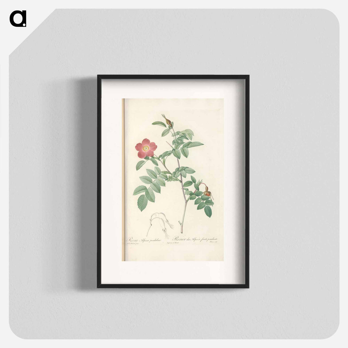 Rose illustration - Pierre Joseph Redouté Poster.