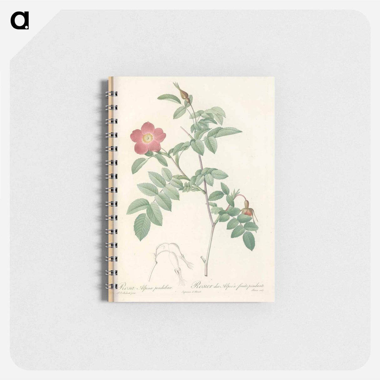 Rose illustration - ピエール ジョゼフ ルドゥーテ Memo.