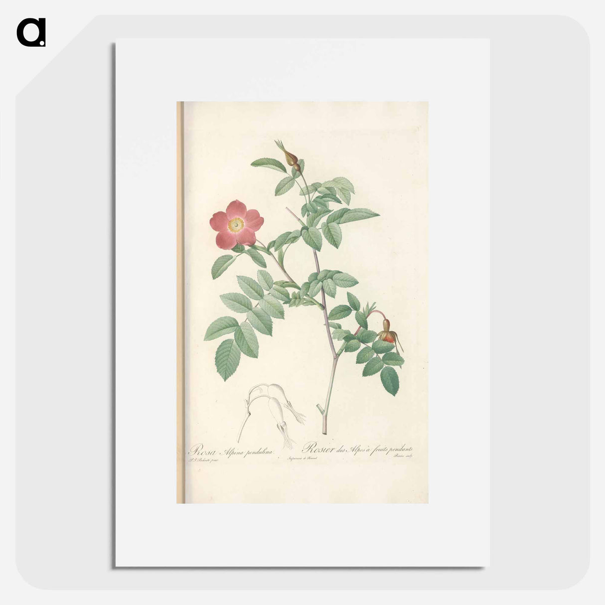 Rose illustration - Pierre Joseph Redouté Poster.