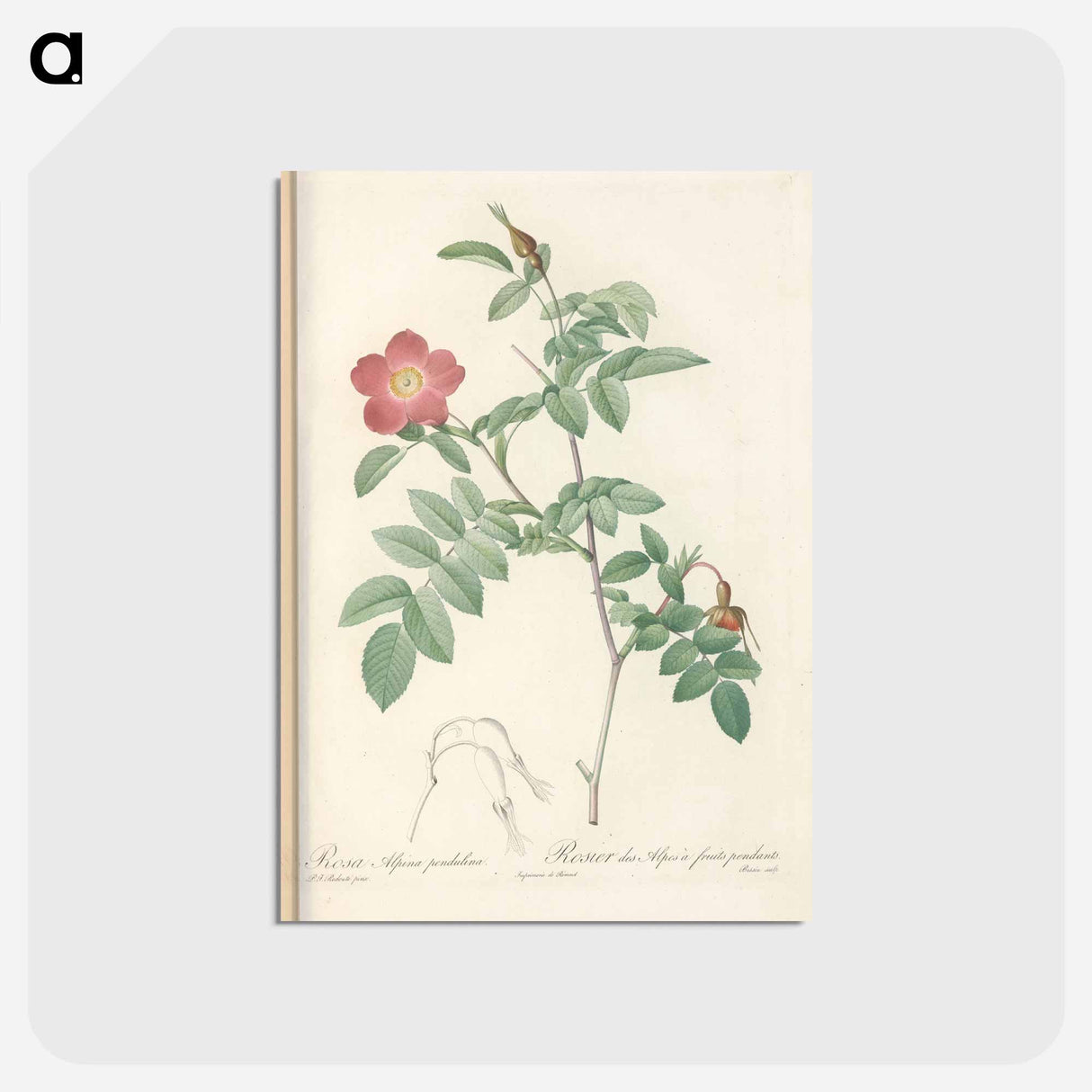 アートポストカード-Rose illustration - ピエール ジョゼフ ルドゥーテ Postcard.