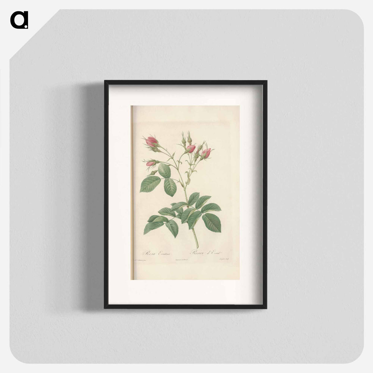 Rose illustration - Pierre Joseph Redouté Poster.