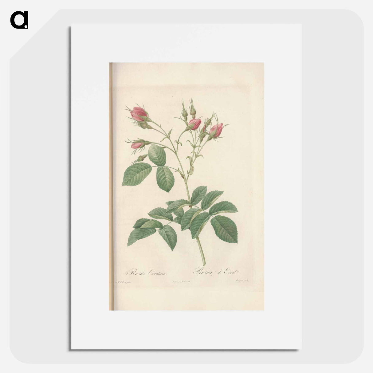 Rose illustration - Pierre Joseph Redouté Poster.