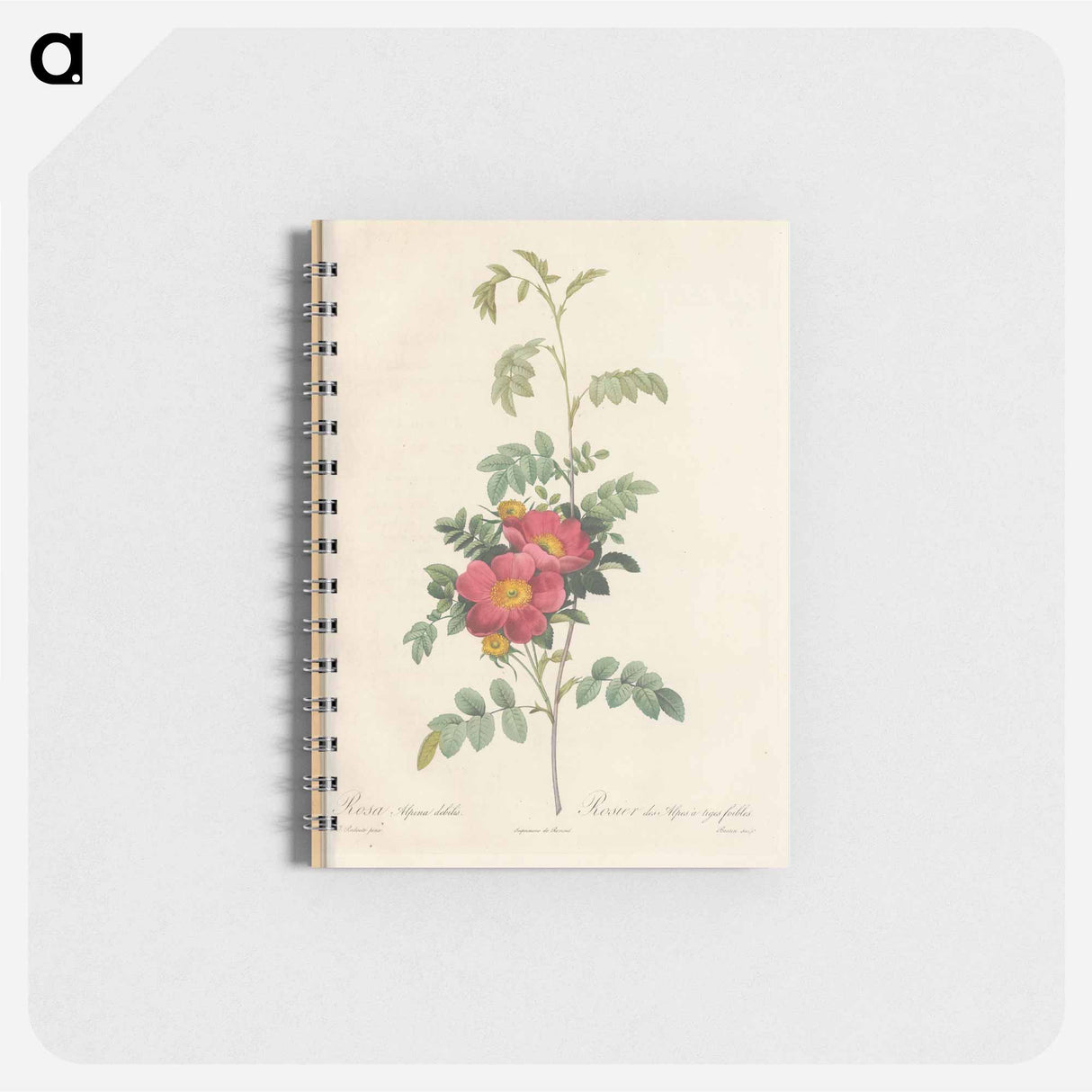 Rose illustration - ピエール ジョゼフ ルドゥーテ Memo.