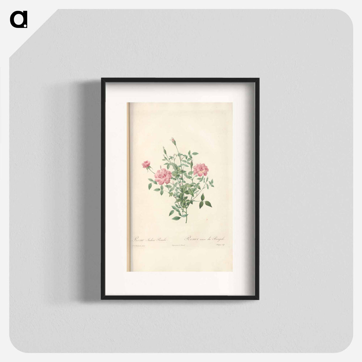 Rose illustration - Pierre Joseph Redouté Poster.