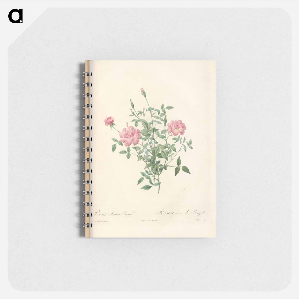 Rose illustration - ピエール ジョゼフ ルドゥーテ Memo.