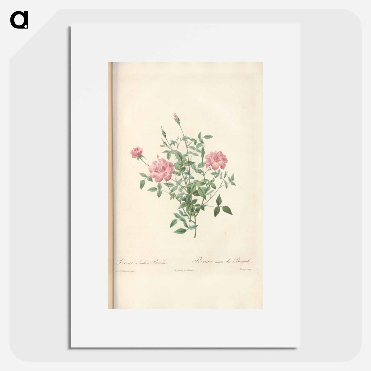 Rose illustration - Pierre Joseph Redouté Poster.