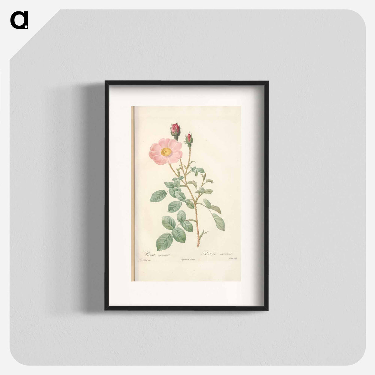 Rose illustration - Pierre Joseph Redouté Poster.