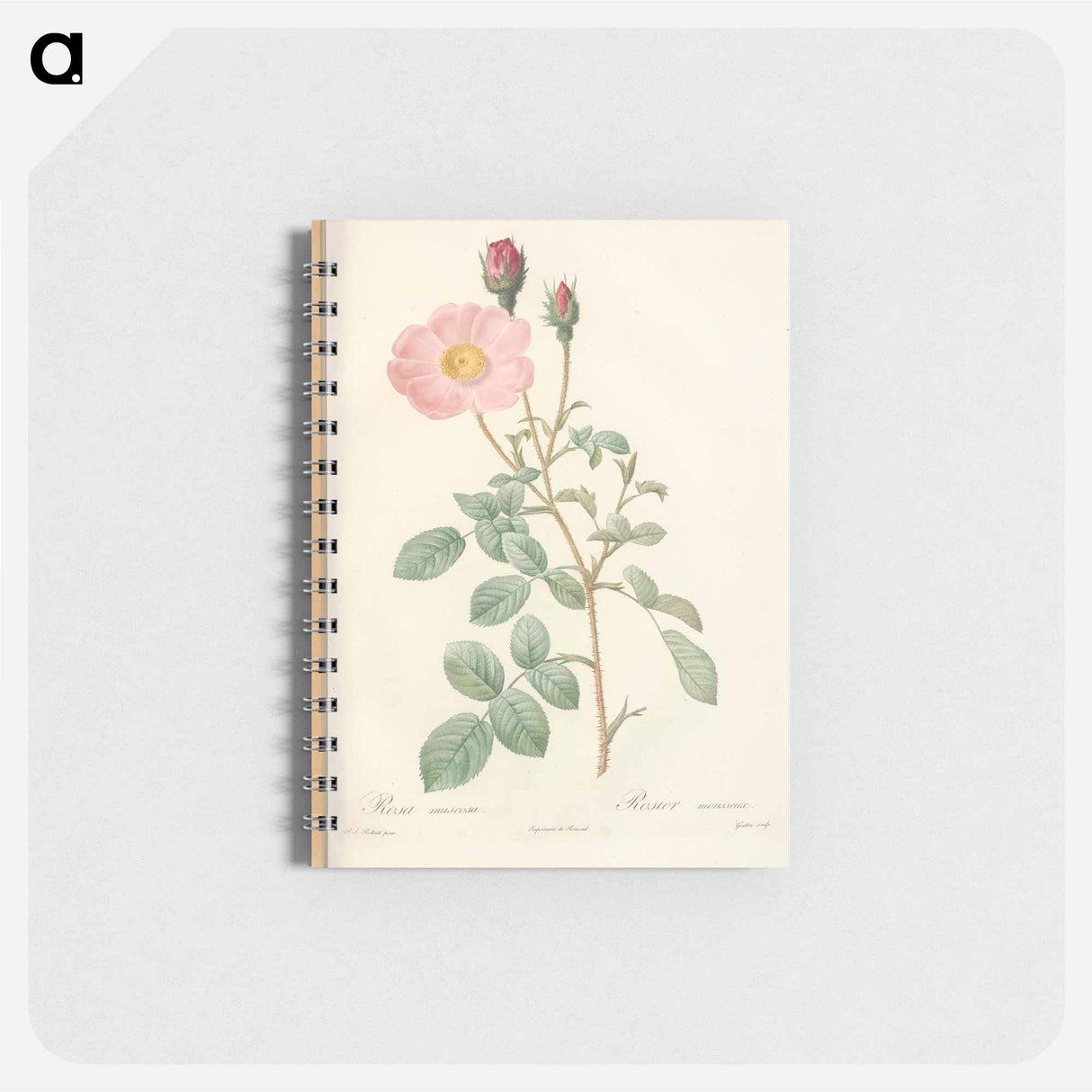 Rose illustration - ピエール ジョゼフ ルドゥーテ Memo.