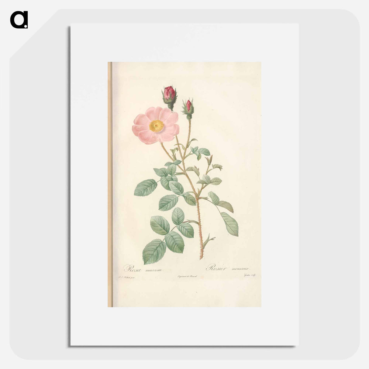 Rose illustration - Pierre Joseph Redouté Poster.